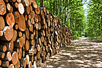 TRASPORTO LEGNO