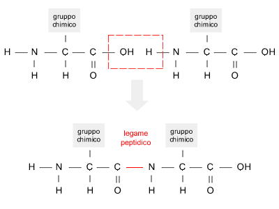 Risultati immagini per legame peptidico