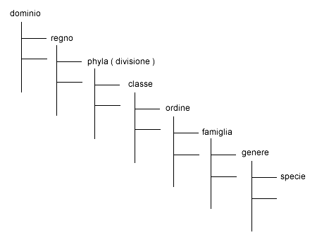 SISTEMA GERARCHICO ( SISTEMATICA )